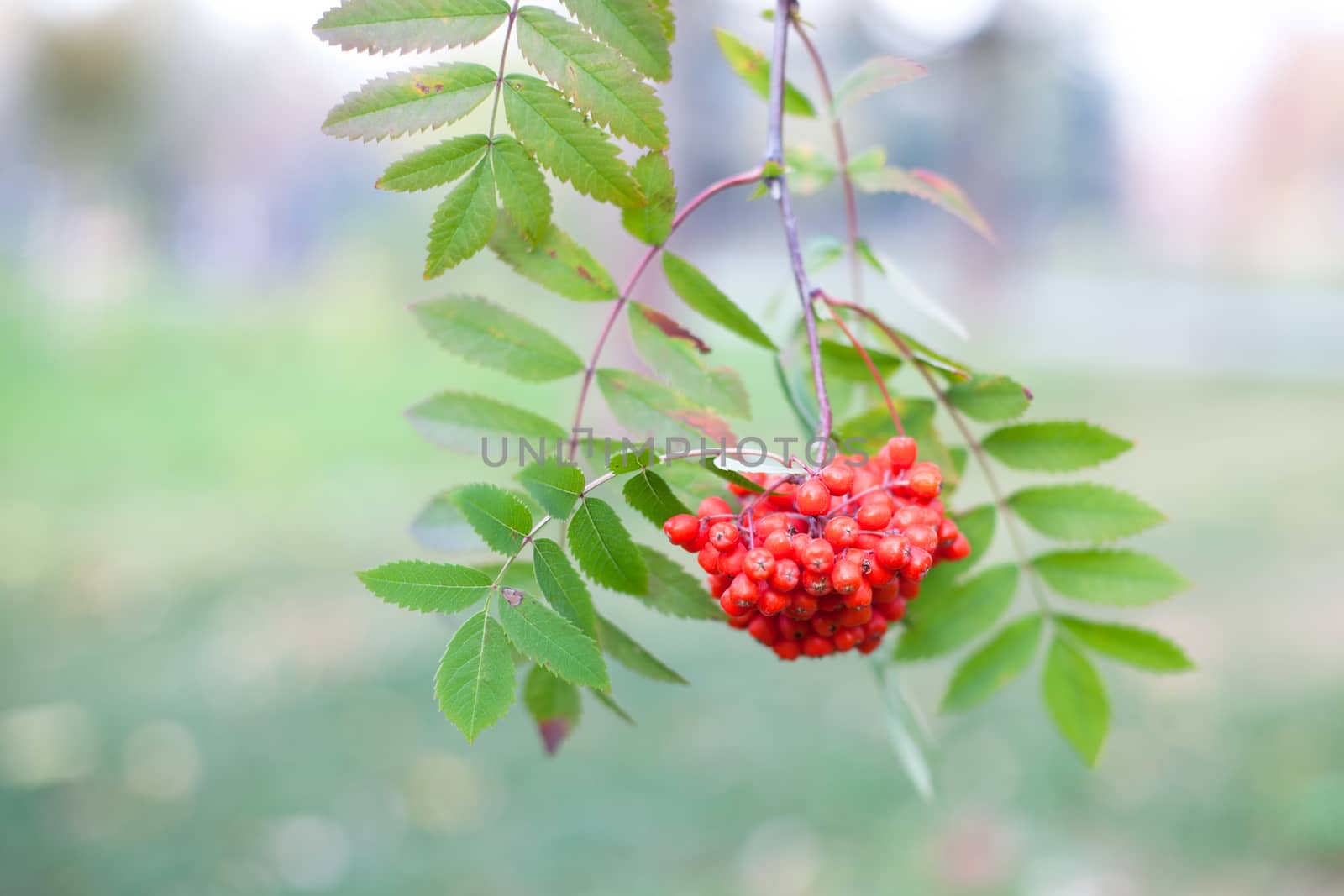 Red autumn berries and yellow and green leaves
