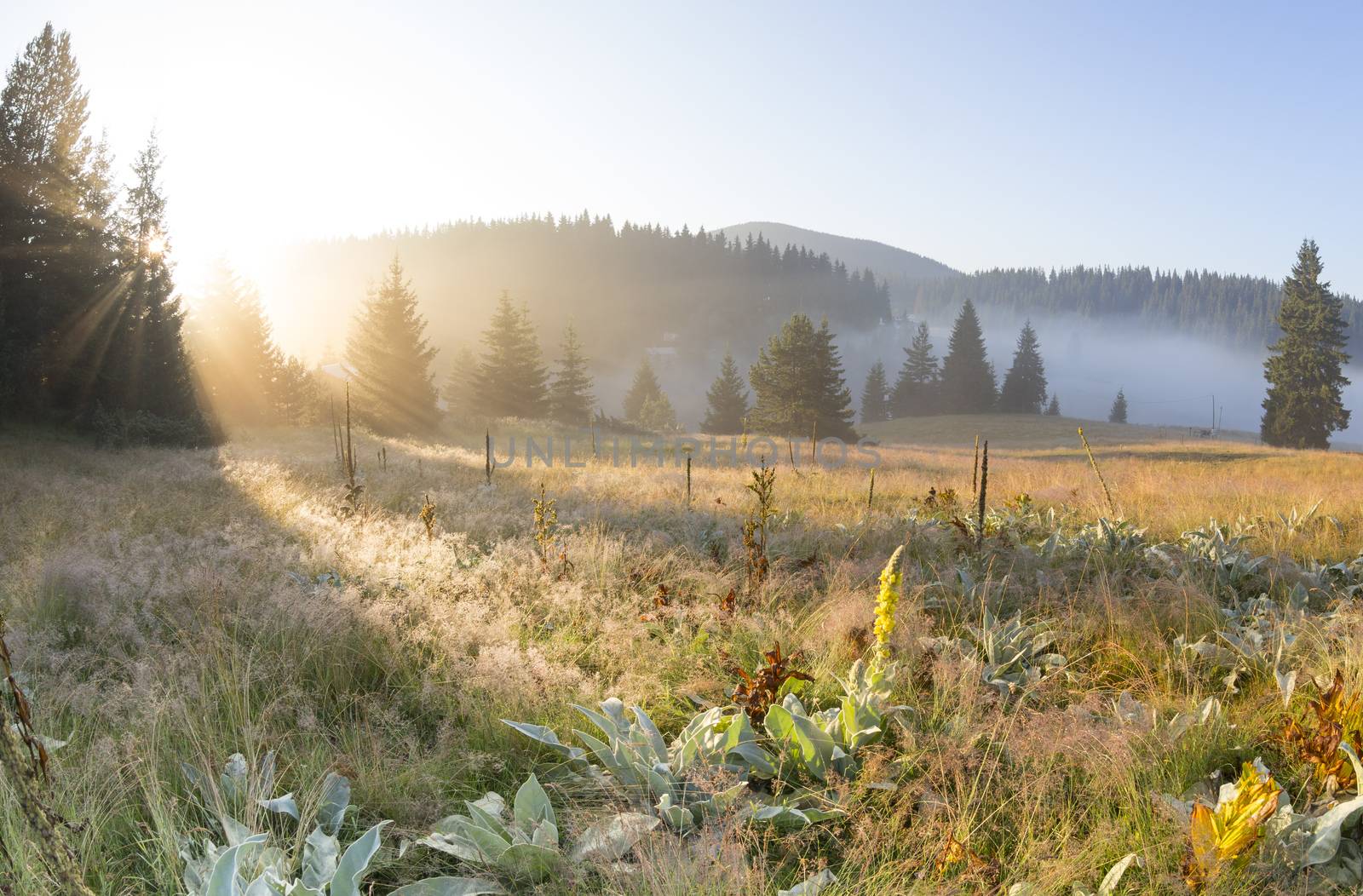 The rays of the rising sun breaks at dawn through a pine forest on the field with meadow flowers and hat of the fog over the forest lake surrounded by the Rhodope Mountains (Rhodopes, Bulgaria)