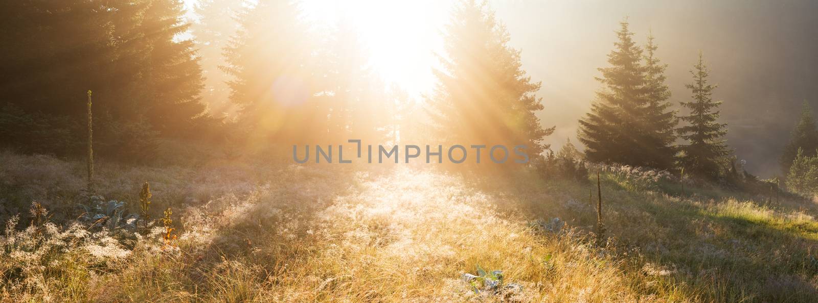 The rays of the rising sun breaks at dawn through a pine forest on the field with wildflowers in the Rhodope Mountains (Rhodopes, Bulgaria)