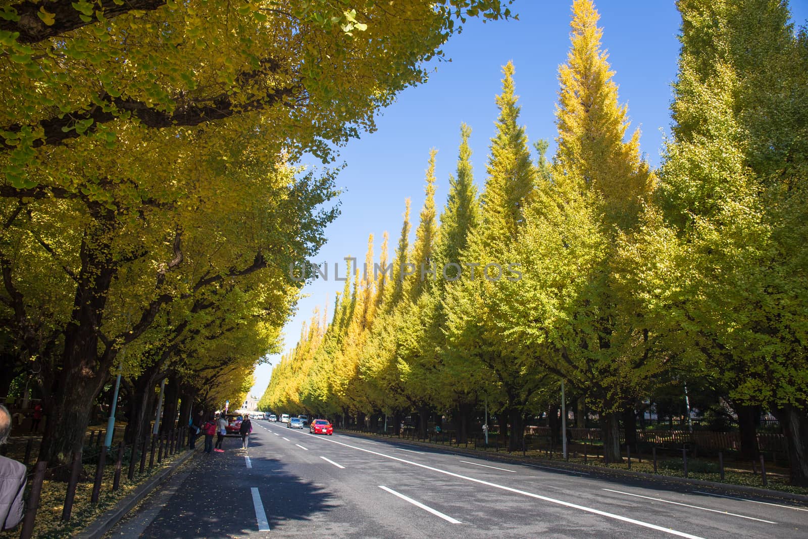 TOKYO, JAPAN - NOVEMBER 21 Icho Namiki Street in Tokyo, Japan on November 21, 2014 The street nearby Meiji Jingu Gaien that has beautiful Ginkgo along the length of the street in autumn