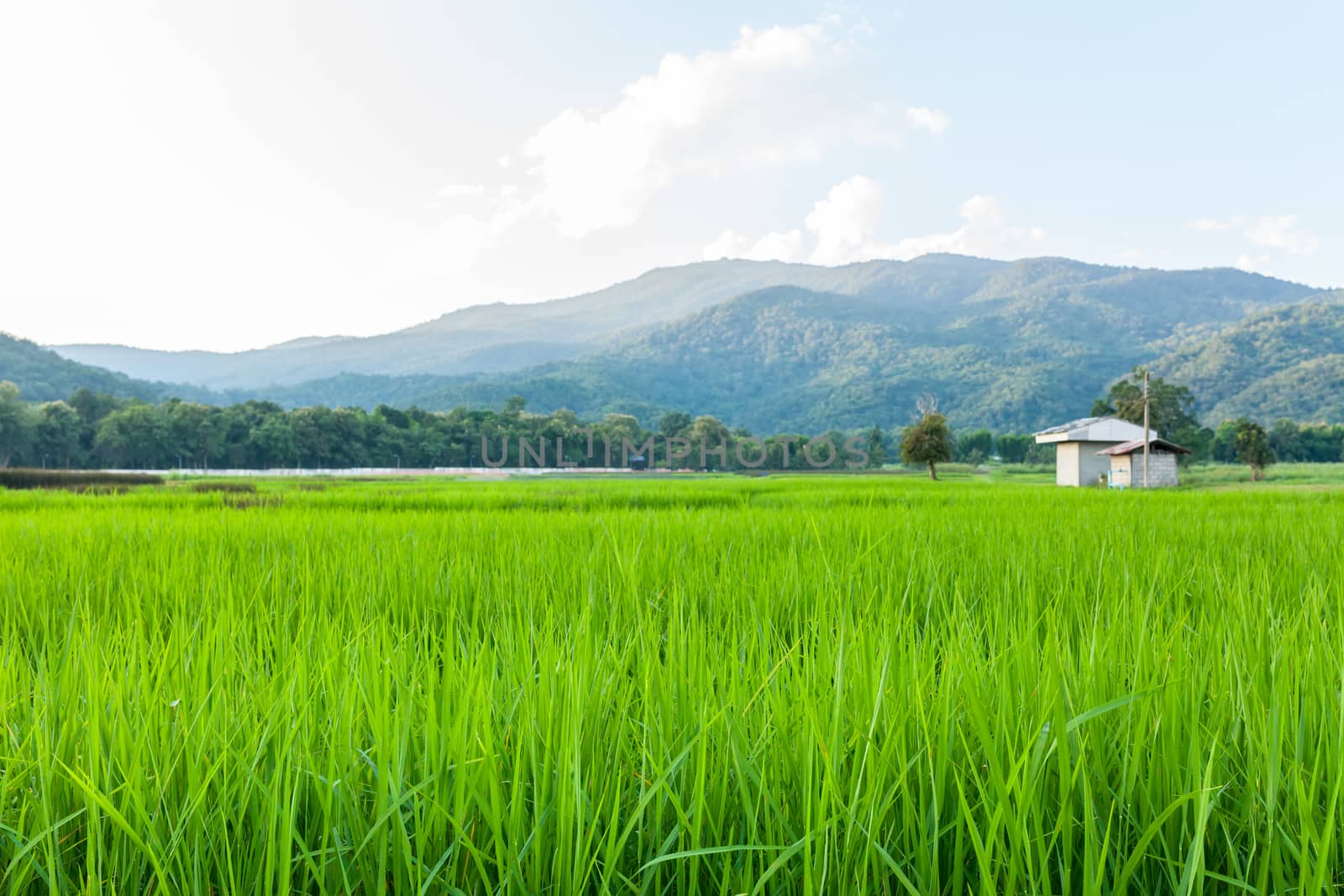 Rice field green grass blue sky cloud cloudy and Mountain landsc by nopparats