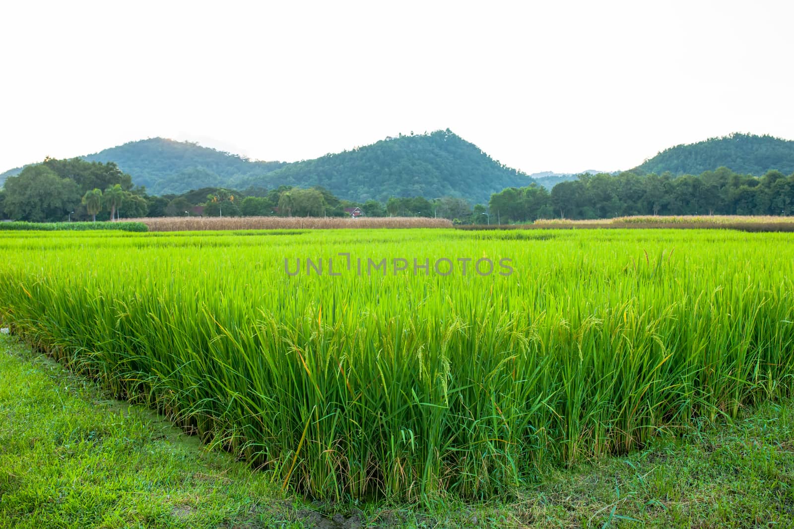 Rice field green grass blue sky cloud cloudy and Mountain landsc by nopparats