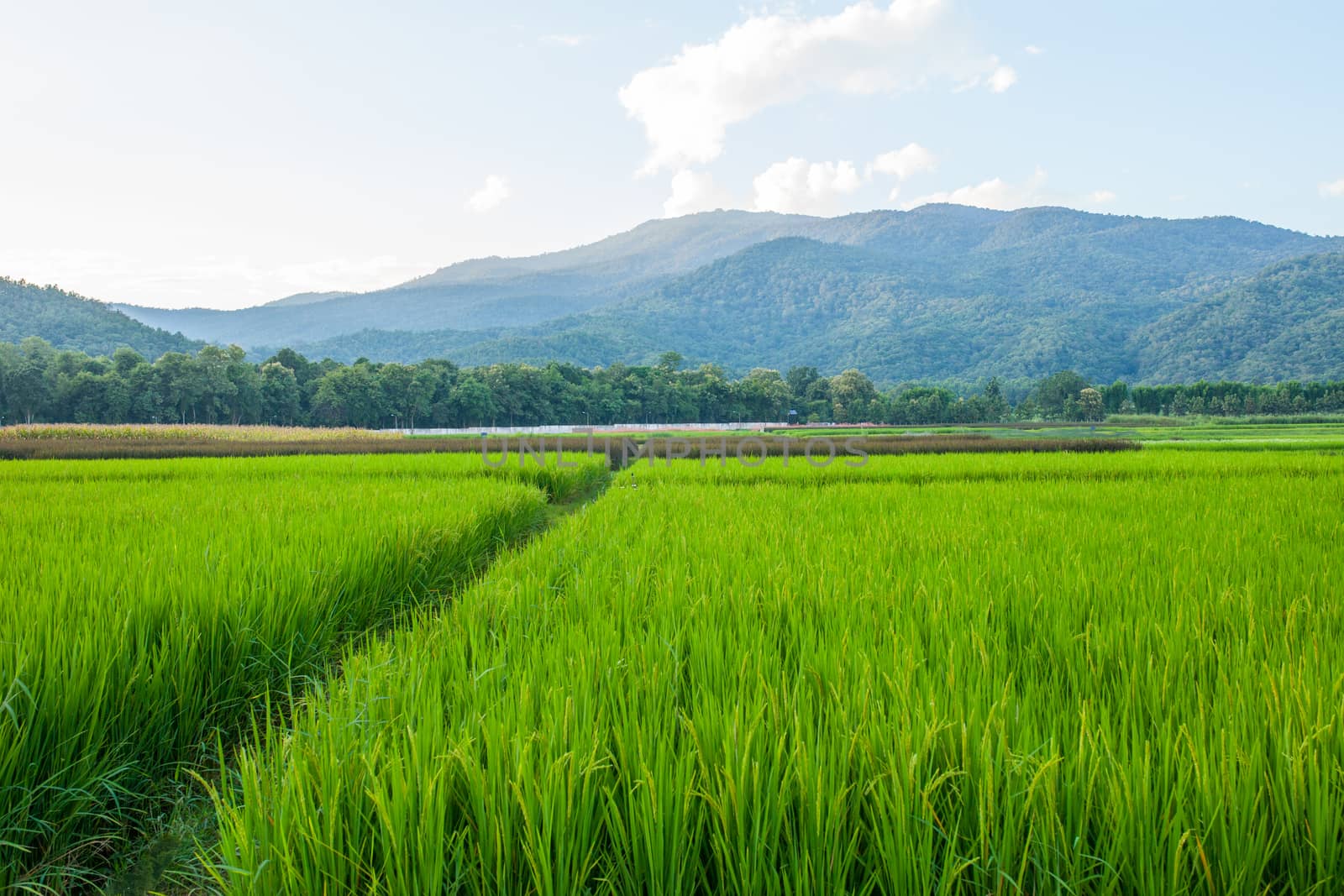 Rice field green grass blue sky cloud cloudy and Mountain landsc by nopparats