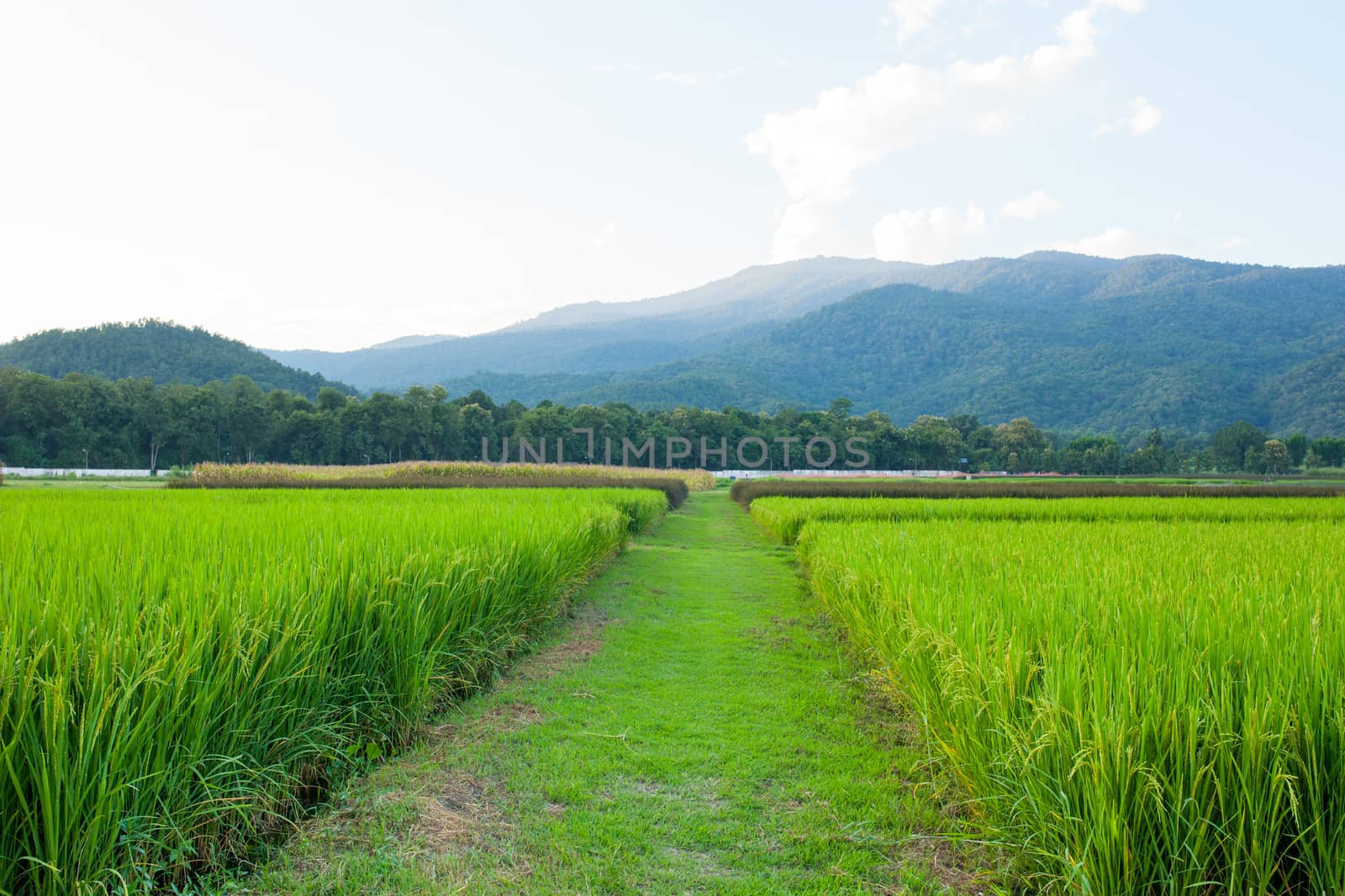 Rice field green grass blue sky cloud cloudy and Mountain landsc by nopparats