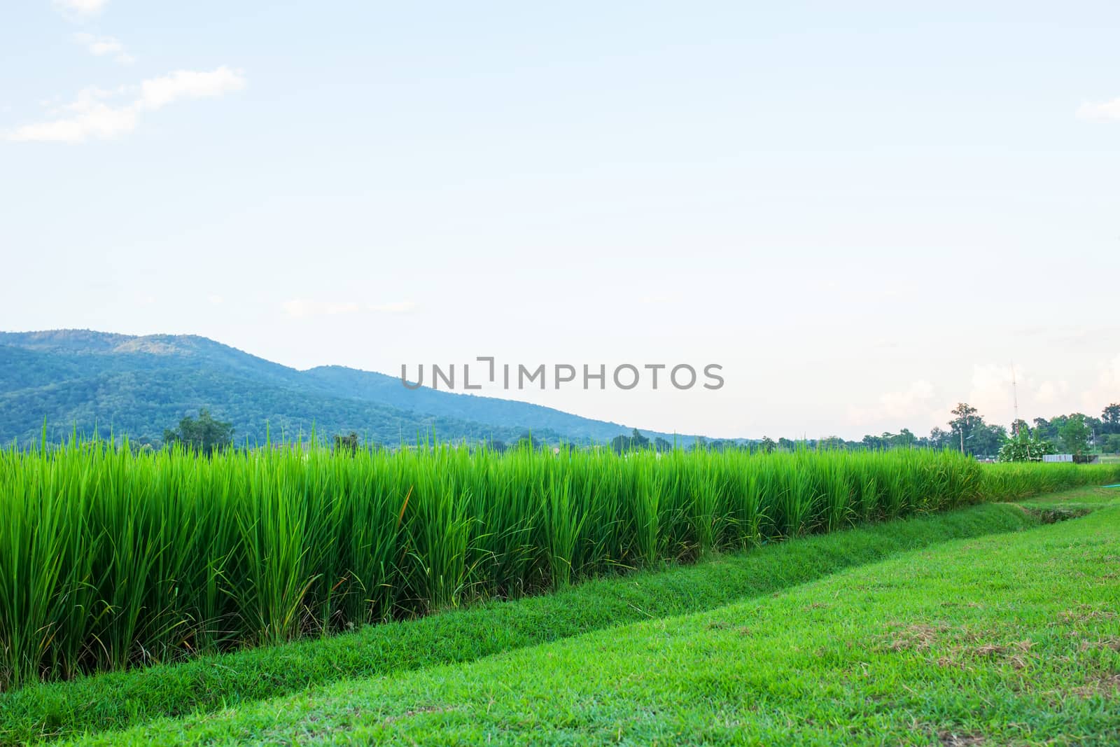 Rice field green grass blue sky cloud cloudy and Mountain landsc by nopparats