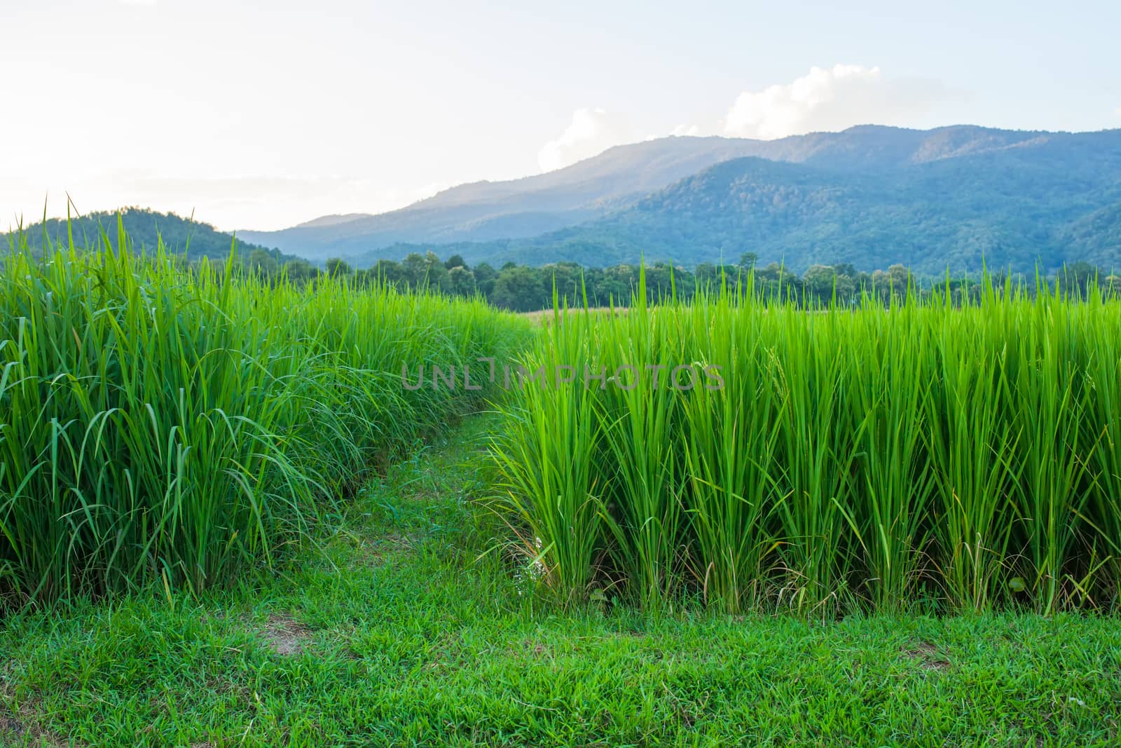 Rice field green grass blue sky cloud cloudy and Mountain landscape background .