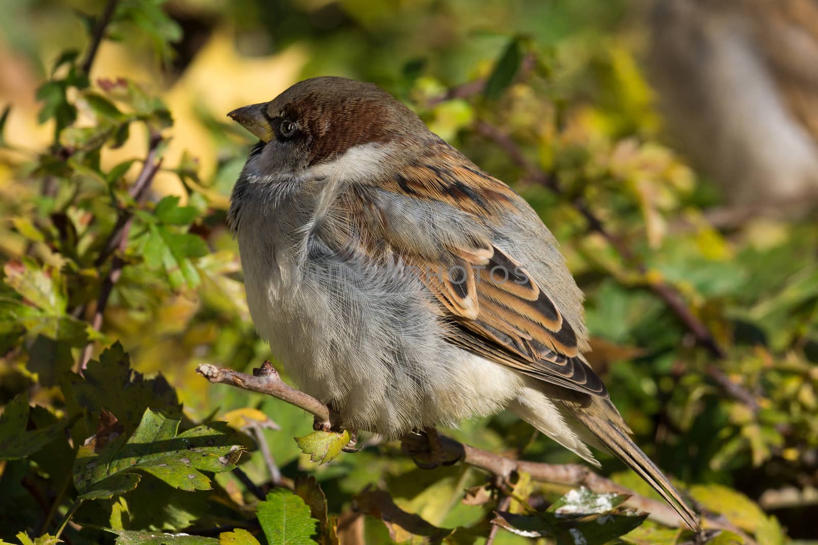 sparrow sitting on a bush by AlexBush