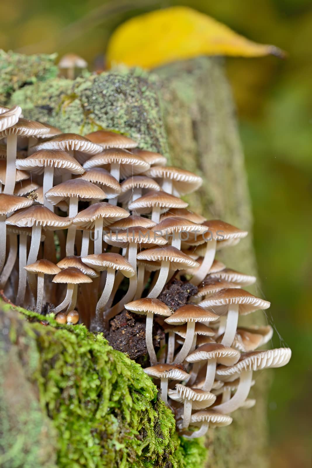 Forest mushroom by jordachelr