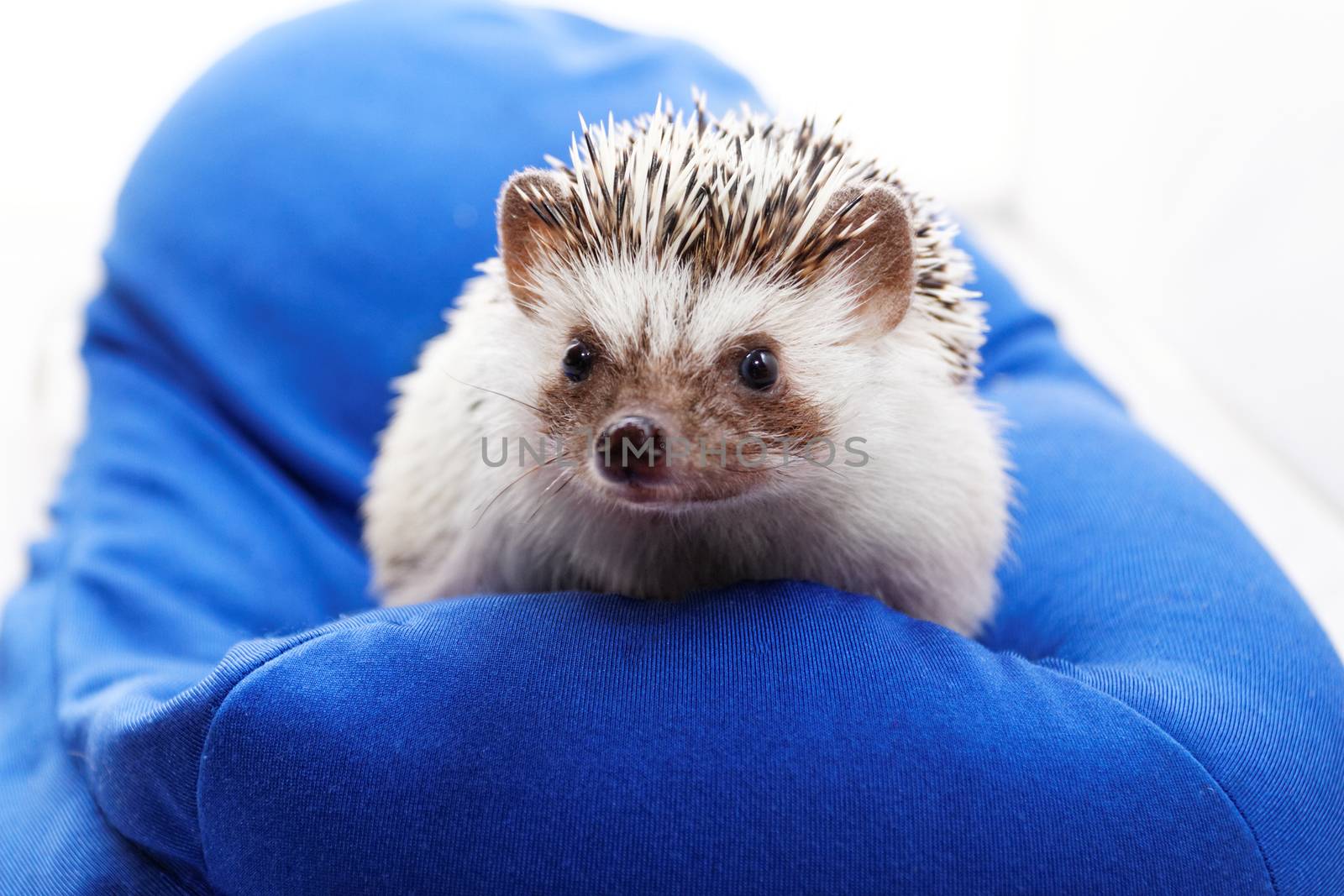Photo of a cute hedgehog on a blue beanbag