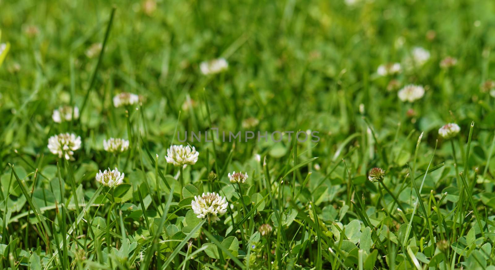 Photo of a big green alfalfa field