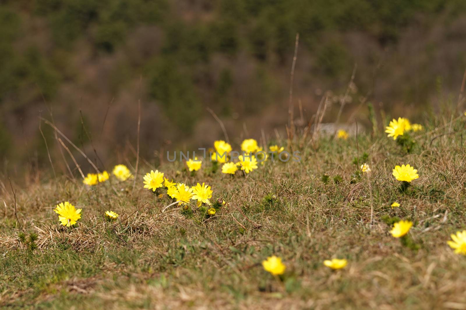 Yellow flower by Nneirda