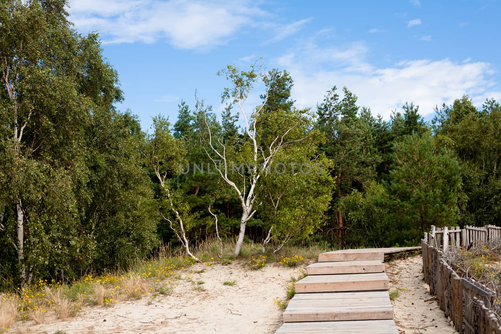 Forest and wooden road on a sands in summer day
