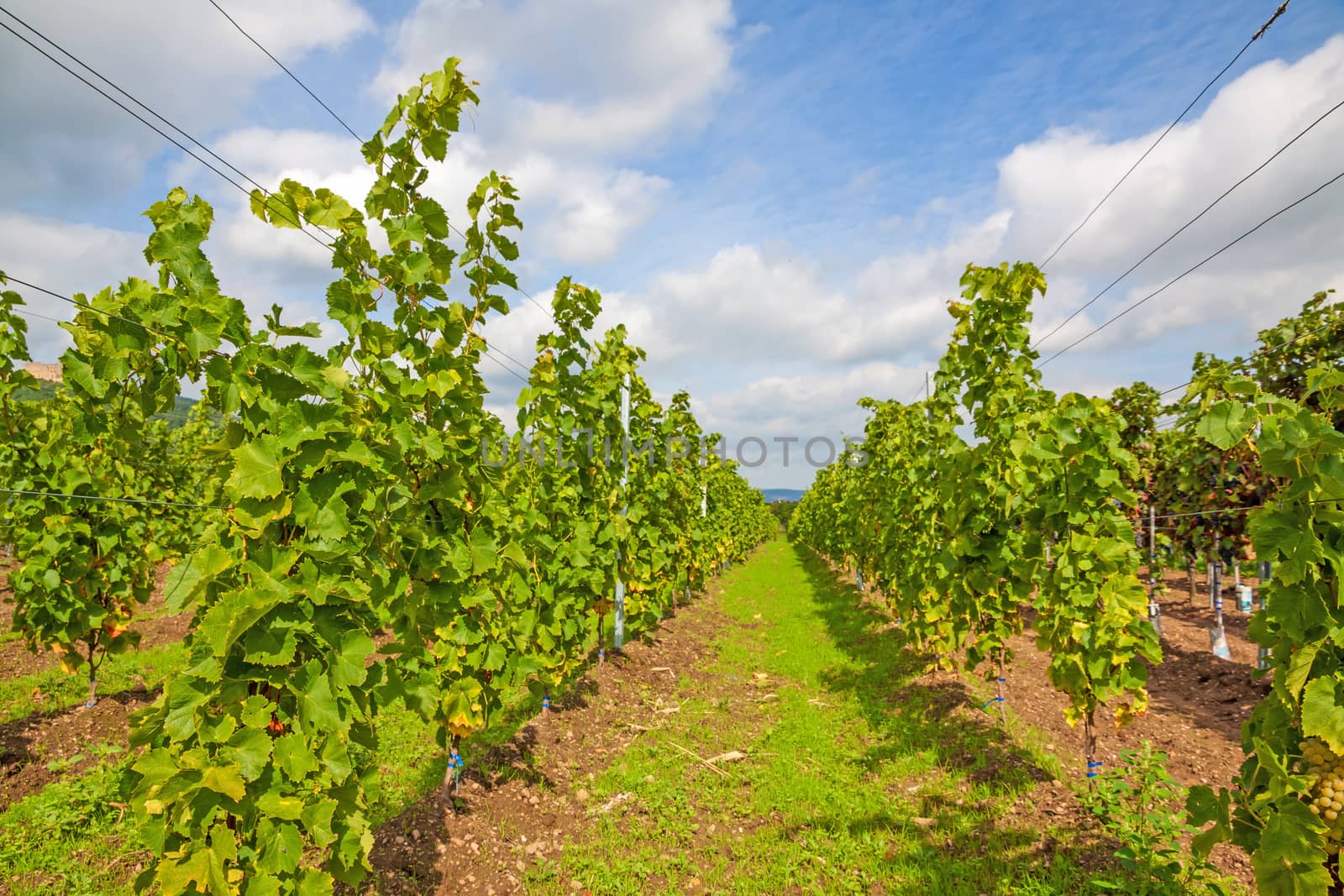 Beautiful green rows of grapes with blue sky