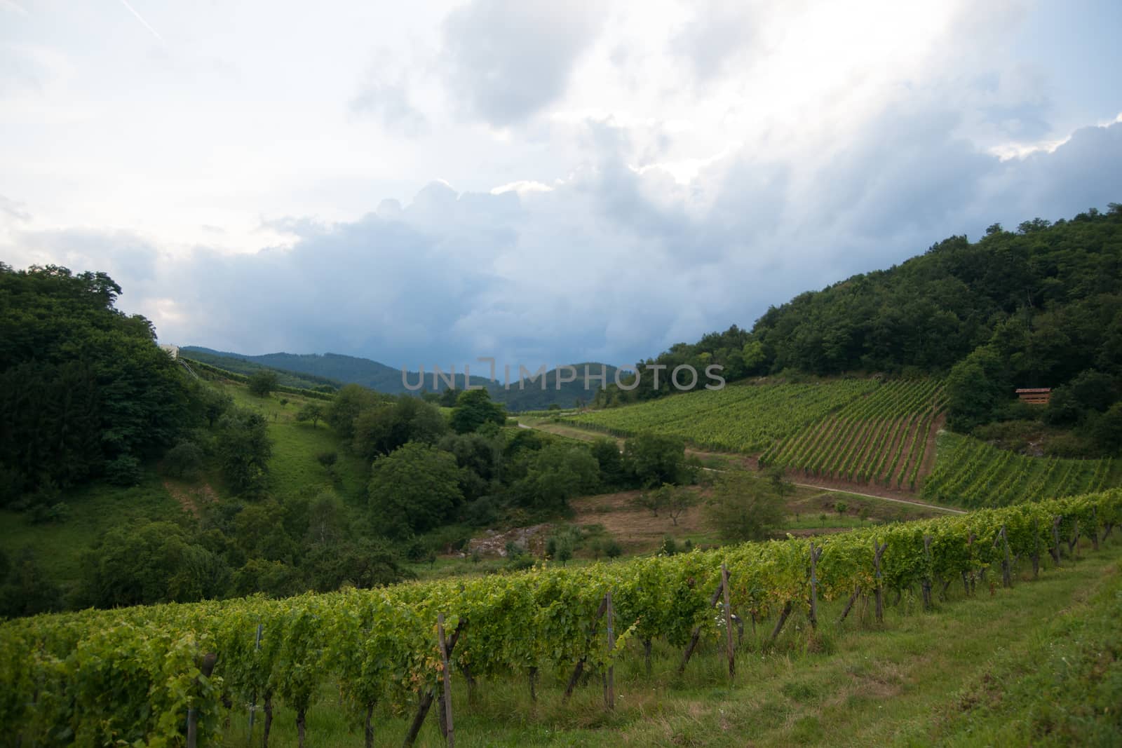 Hiking in Alsace with vinewyard views in France vacation