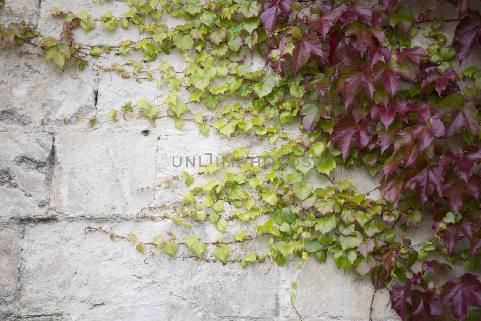 Ivy growing on old stone wall, copy space