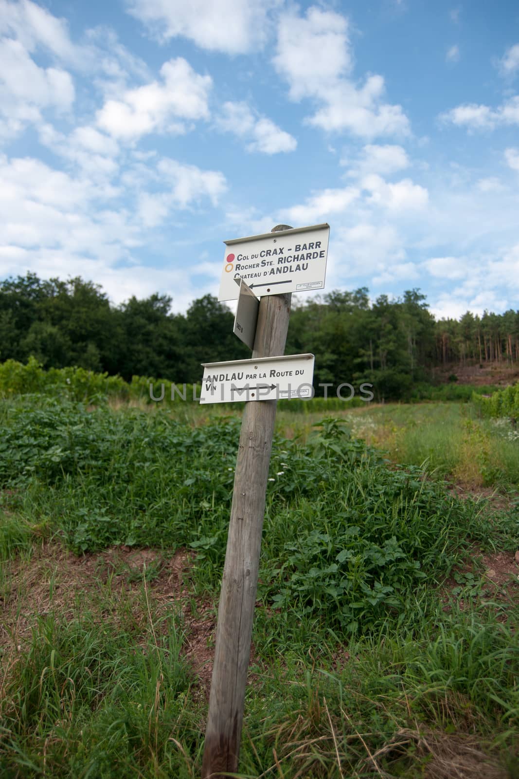 Hiking in Alsace with vinewyard views in France vacation