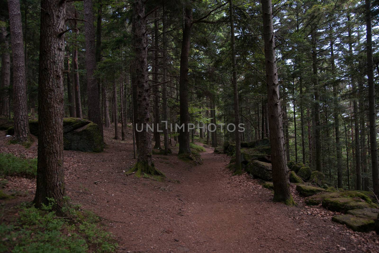 Nature and forest in europe france vacation hiking