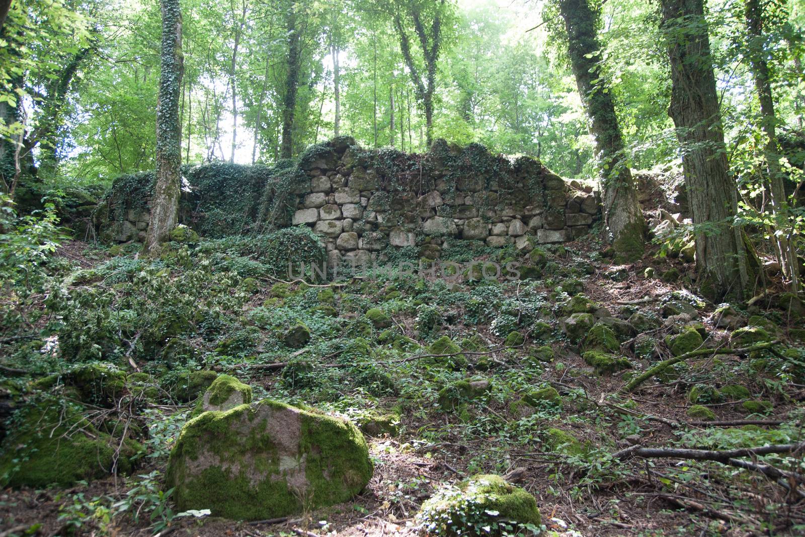 Nature and forest in europe france vacation hiking