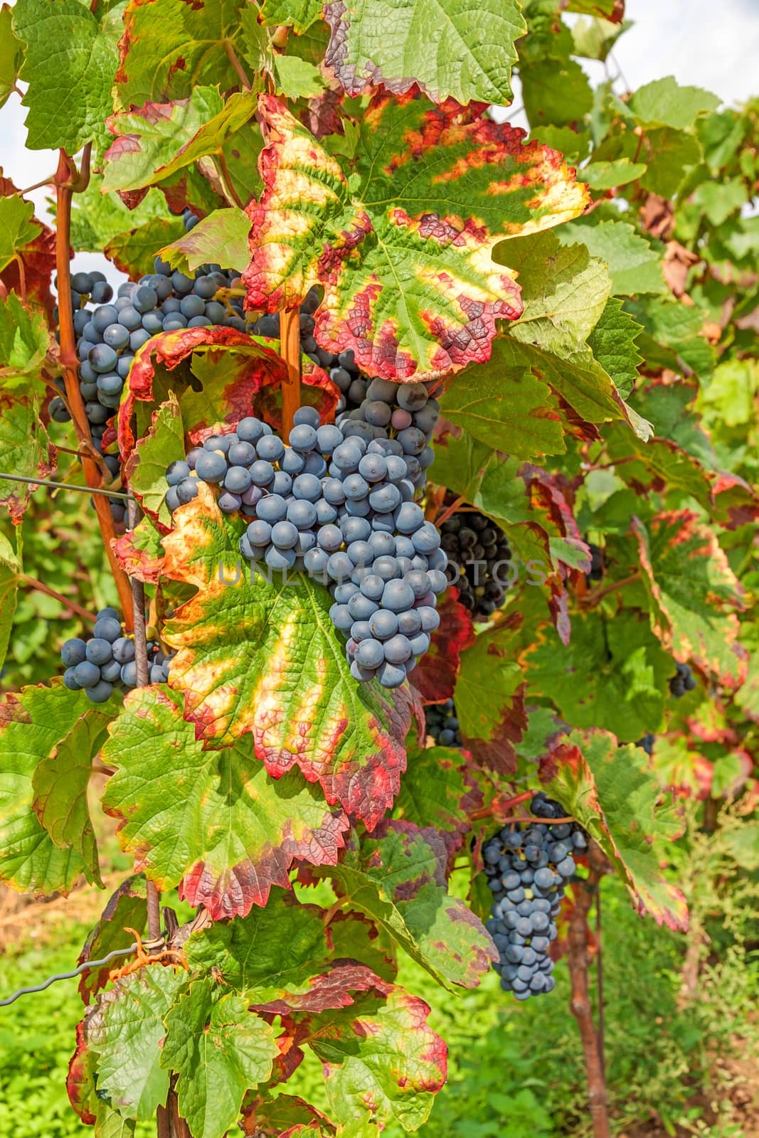 Red ripe vine grapes in vineyard before harvest