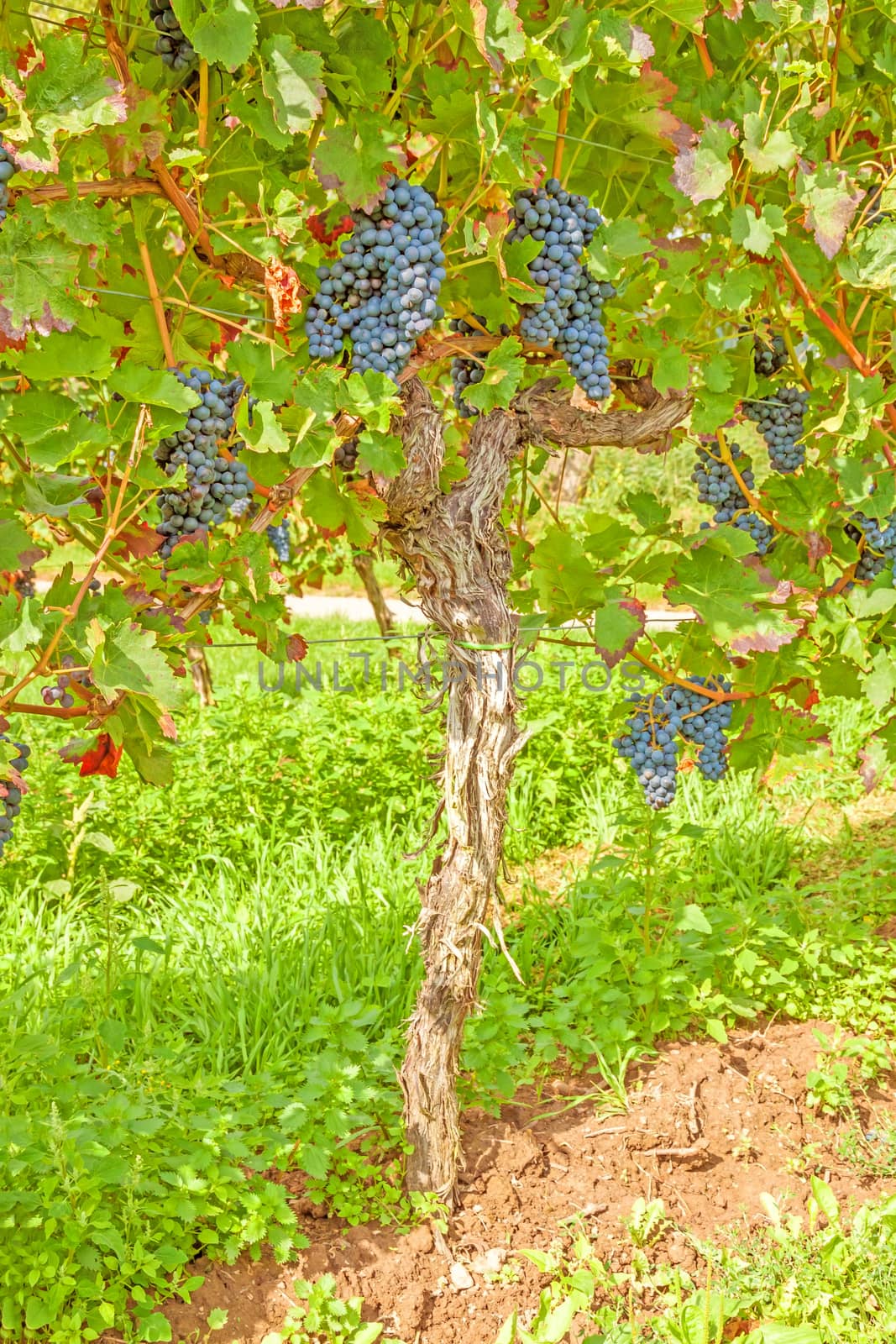 Single vine stock with blue / red bunches of grapes