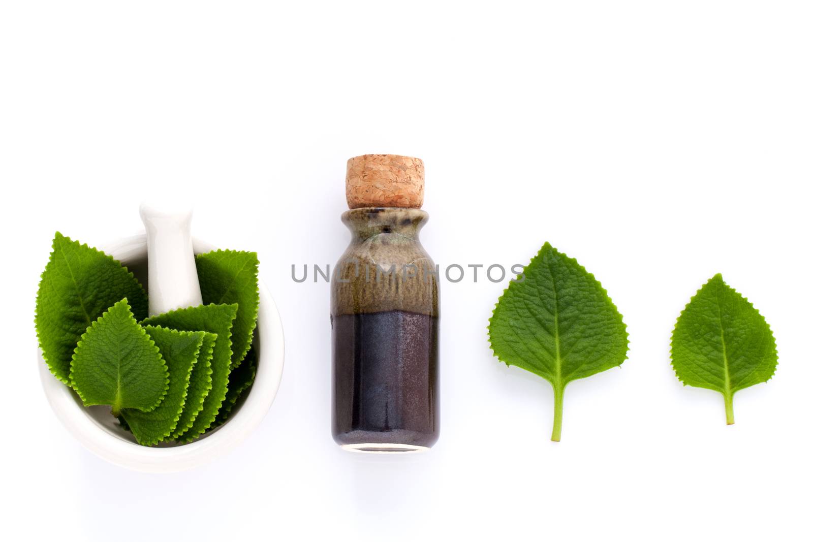 Country Borage,Indian Borage,Coleus amboinicus Lour with white mortar and essential extract oil isolate on white background.