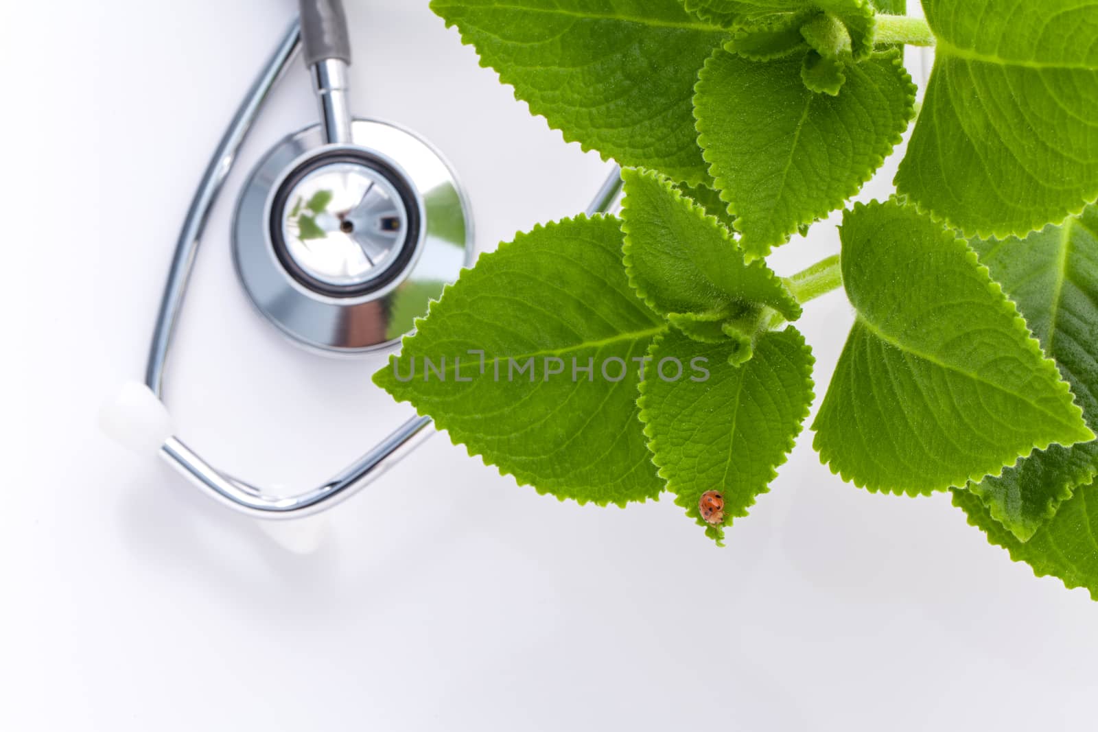 Closeup ladybug on Indian borage, Country borage, Oreille, Oregano with stethoscope isolated on white background.