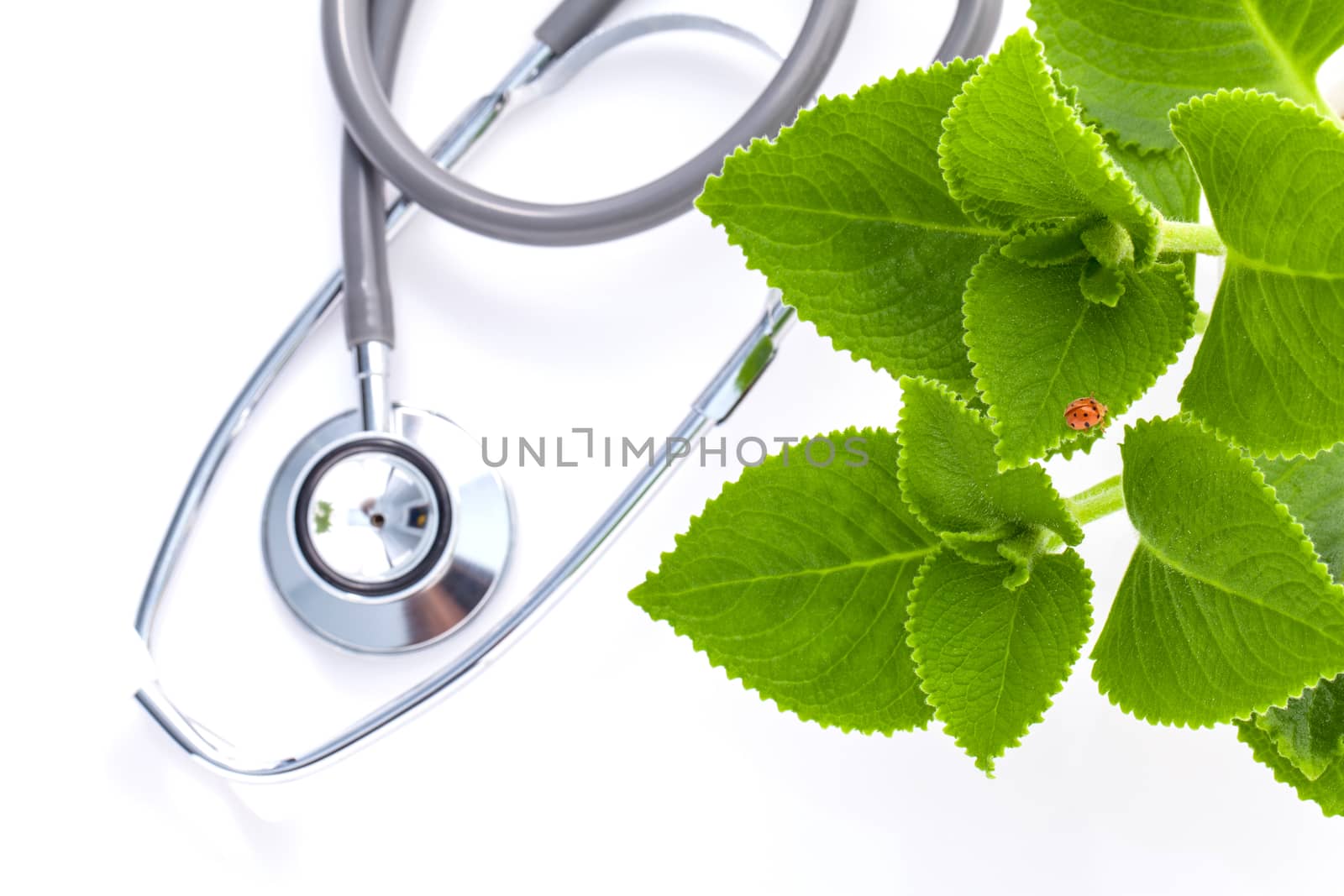 Closeup ladybug on Indian borage, Country borage, Oreille, Oregano with stethoscope isolated on white background.