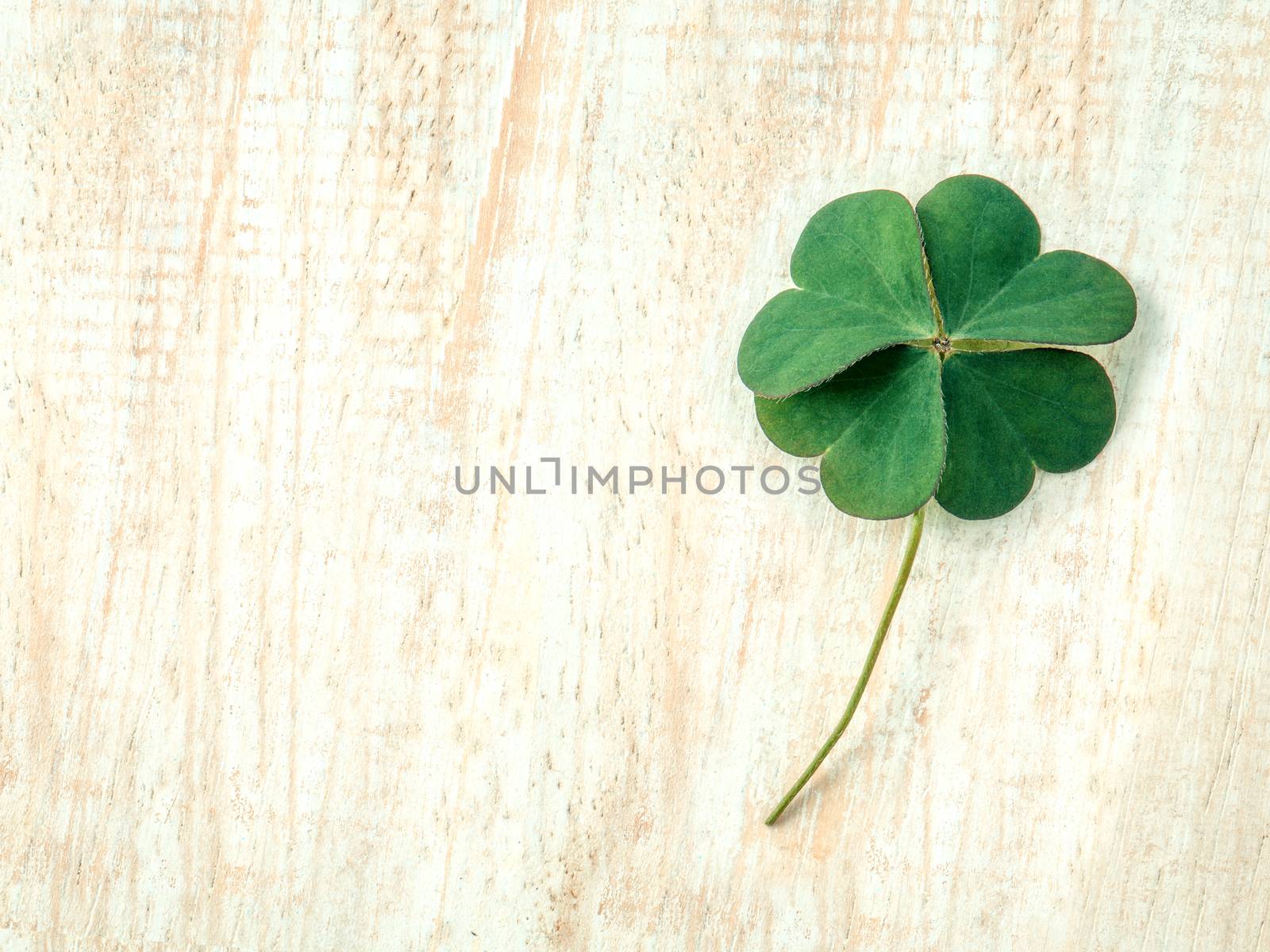 Closeup clovers leaves  setup on wooden background. by kerdkanno