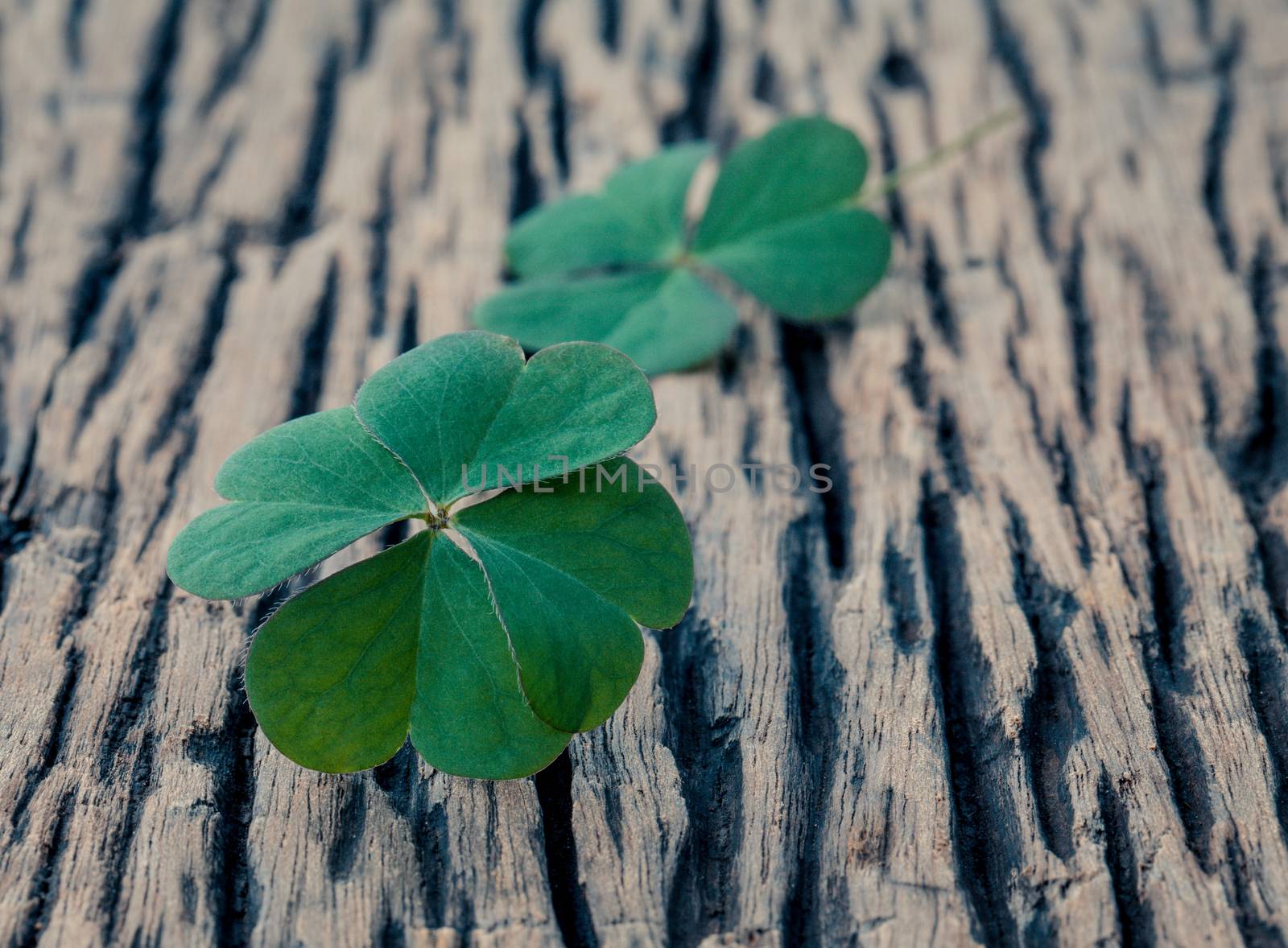 Closeup clovers leaves  setup on wooden background. by kerdkanno