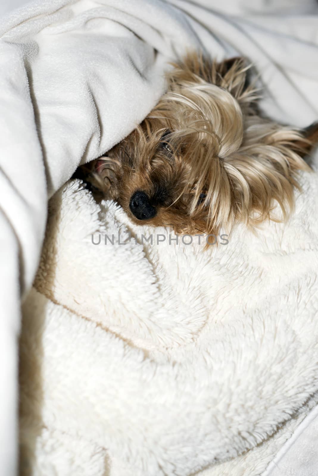 mini yorkie having a rest in a fluffy white blanket