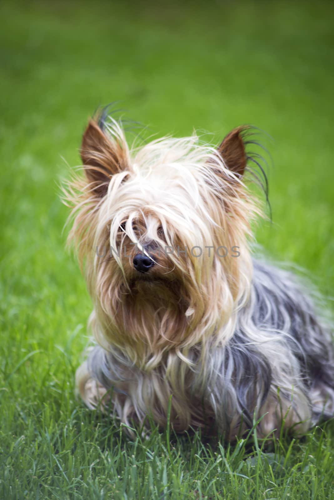 mini yorkshire terrier pup playing by morrbyte