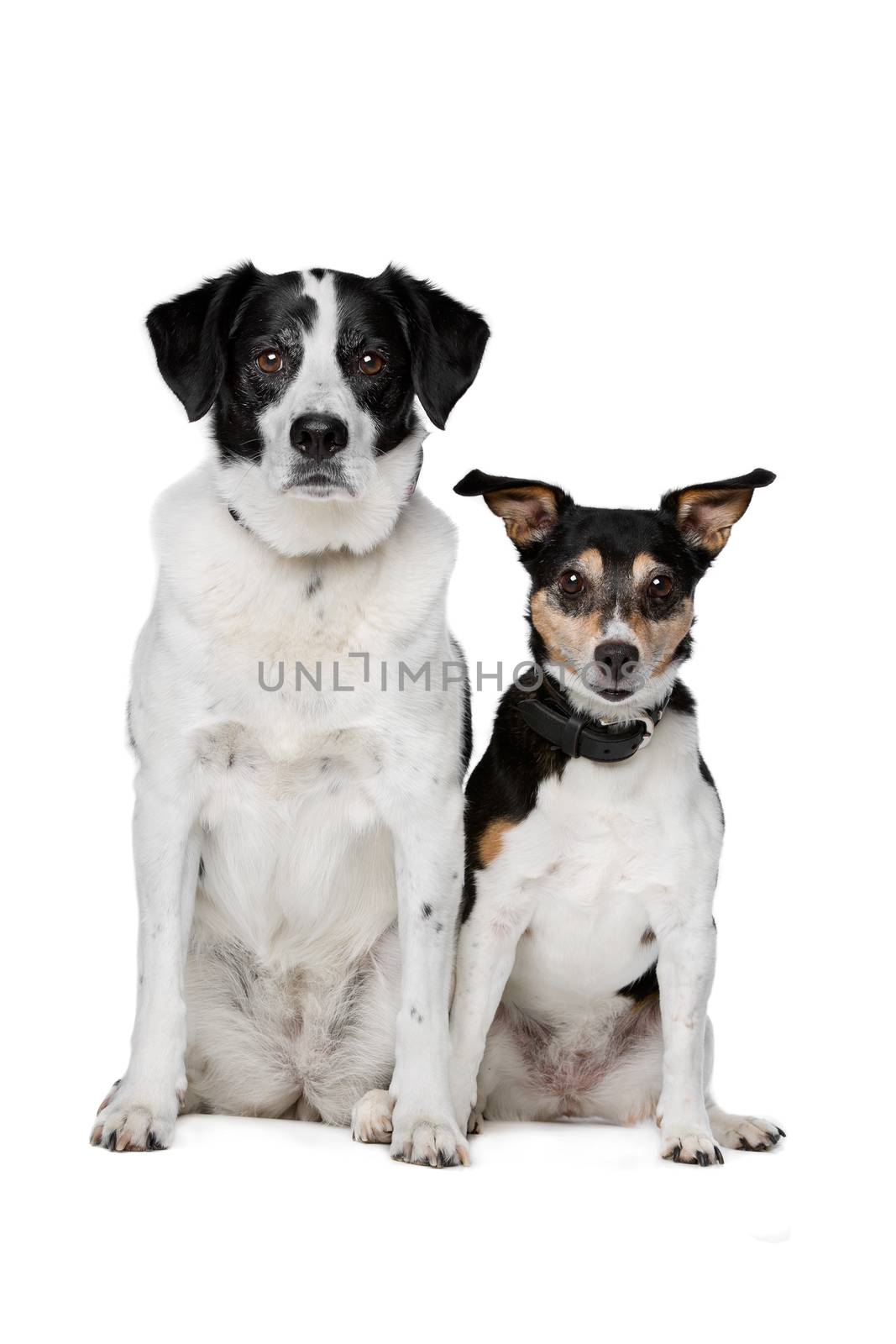 two mixed breed dogs sitting in front of a white background