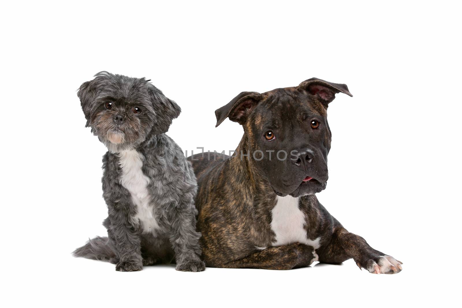 A stafford  and a Lhasa apso dog in front of a white background