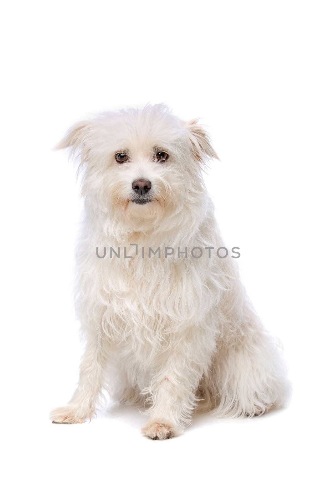white Mixed breed dog in front of a white background