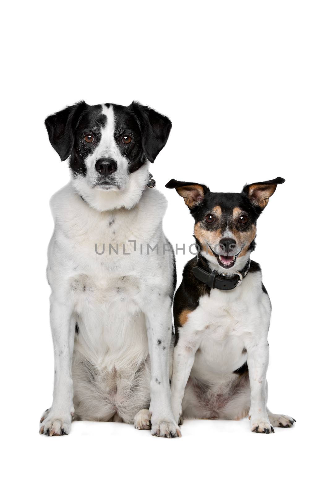 two mixed breed dogs sitting in front of a white background