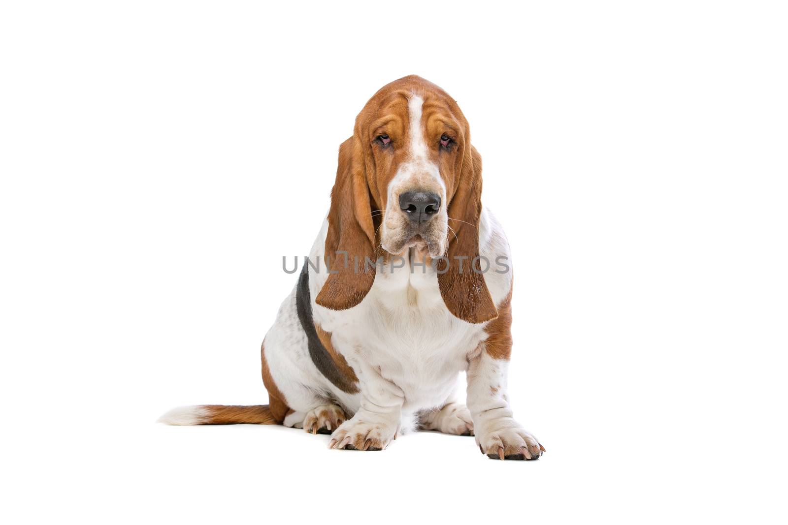 Basset hound in front of a white background