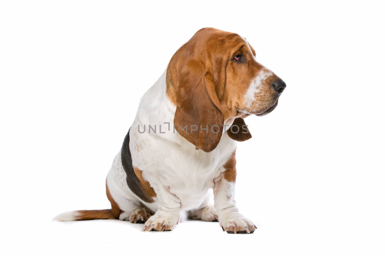 Basset hound in front of a white background