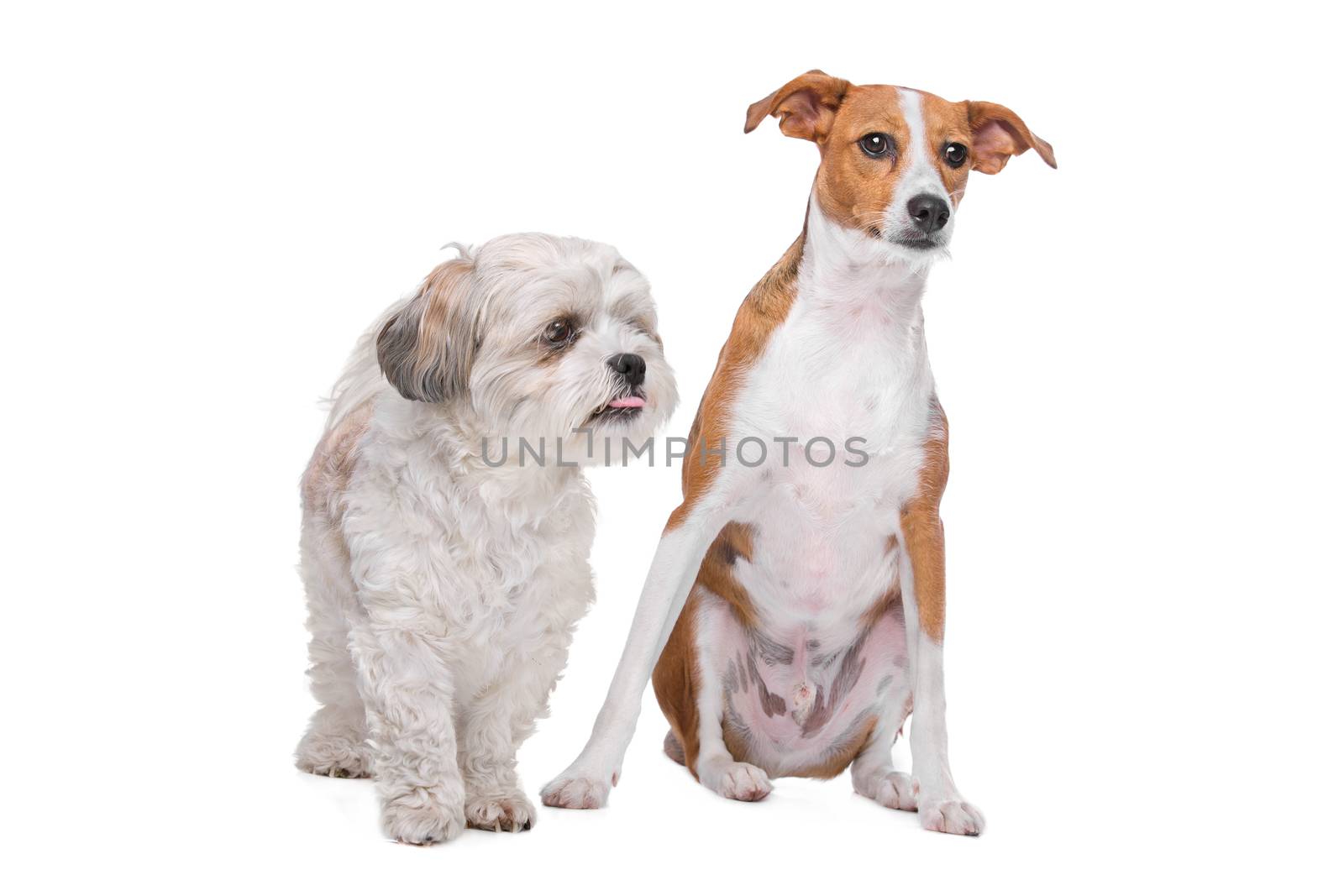 mix shih tzu and maltese and a mix podenco dog in front of a white background
