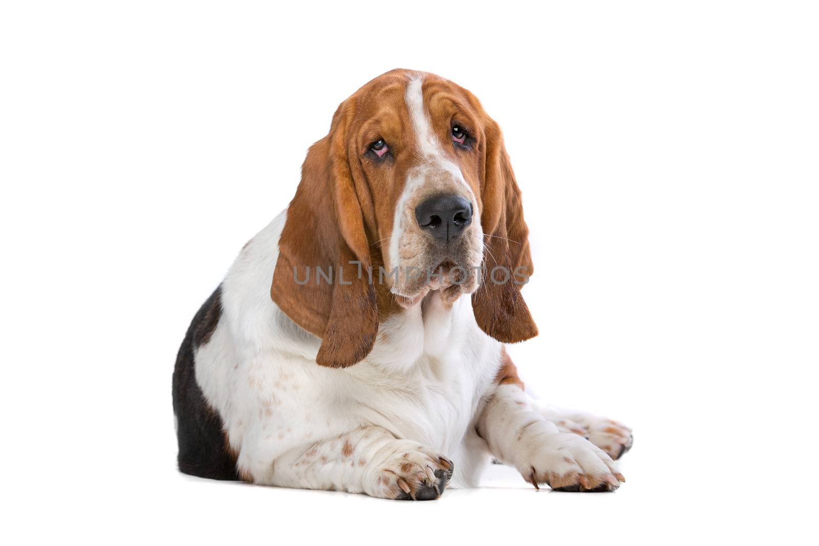 Basset hound by eriklam