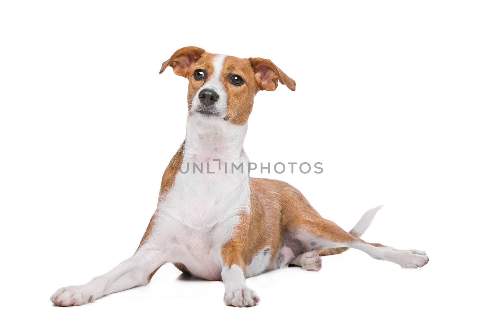 mix Podenco dog in front of a white background