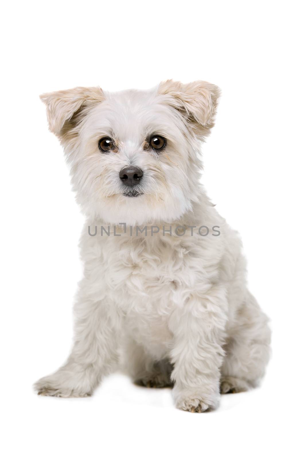 Mixed breed dog in front of a white background