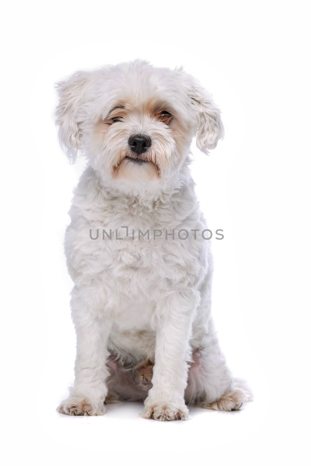 white mixed breed dog by eriklam