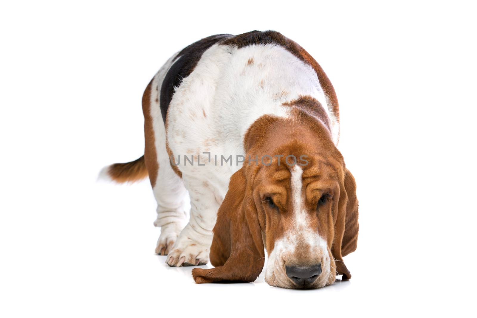 Basset hound by eriklam