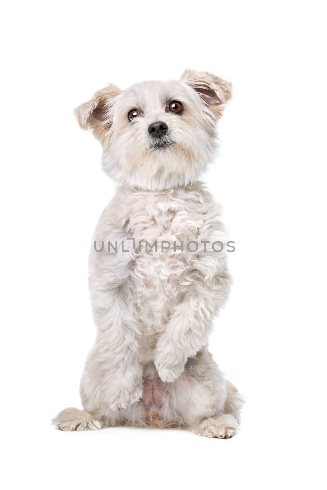 Mixed breed dog in front of a white background sitting on back paws