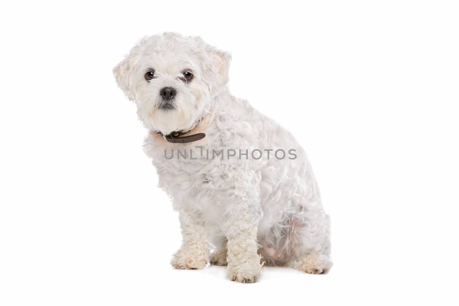 Mixed breed dog in front of a white background