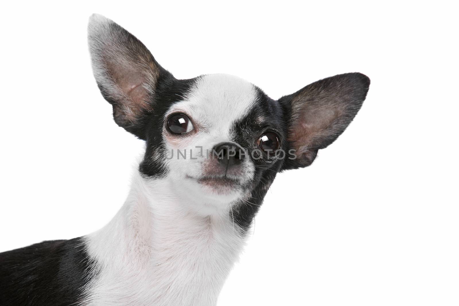 Black and White Chihuahua dog by eriklam