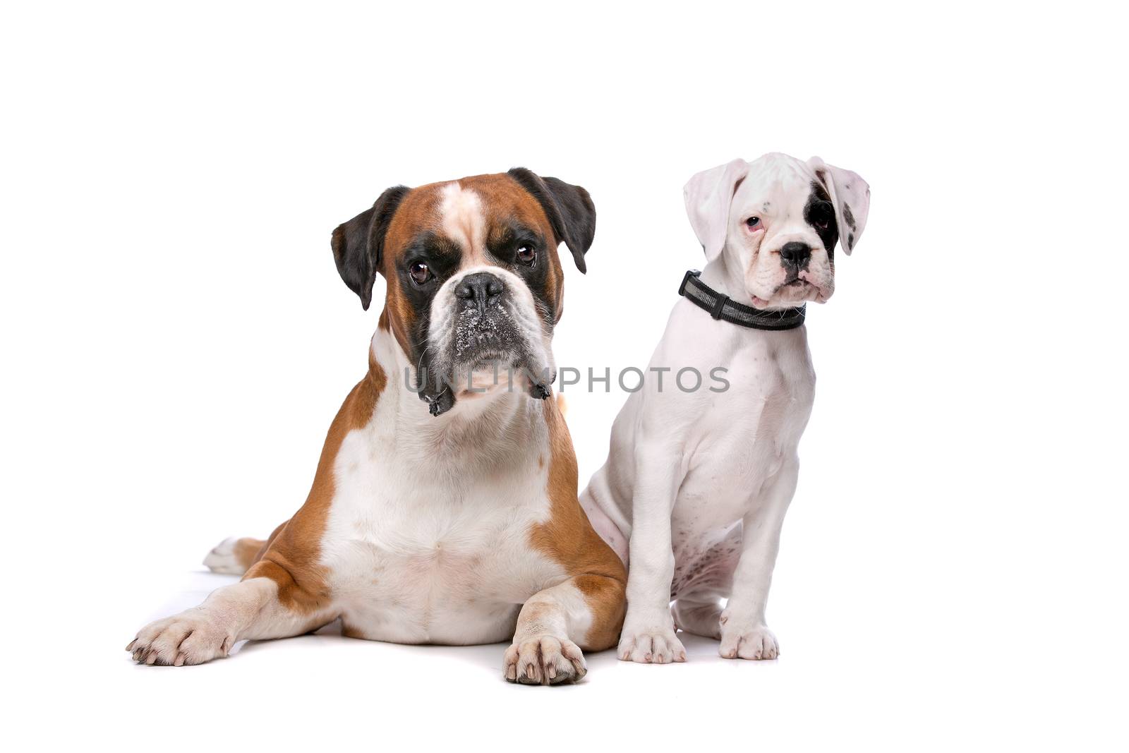 Brown boxer dog and a boxer puppy by eriklam