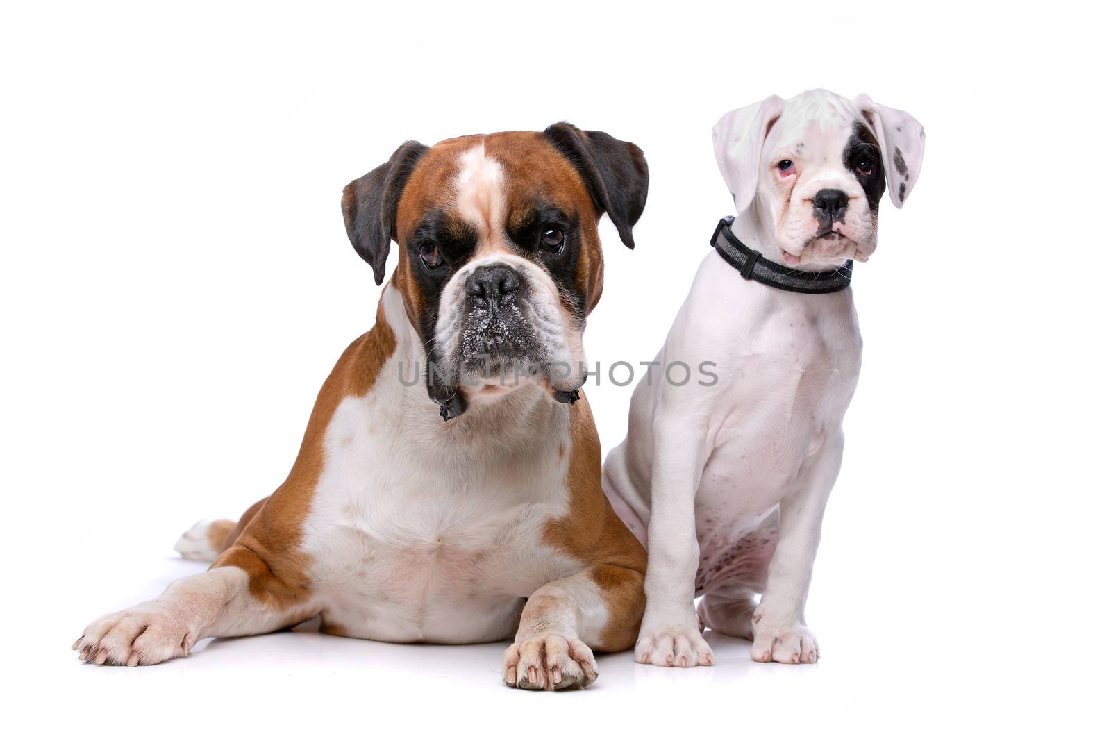 Brown boxer dog and a boxer puppy in front of a white background