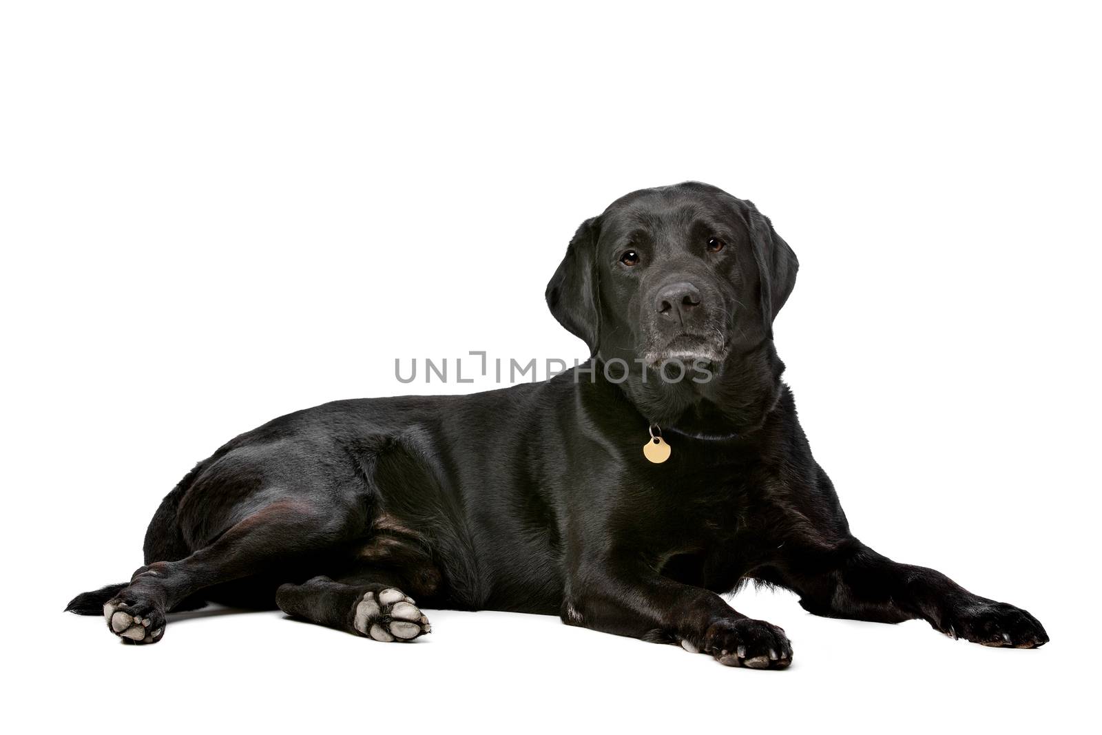 black ten years old Labrador by eriklam