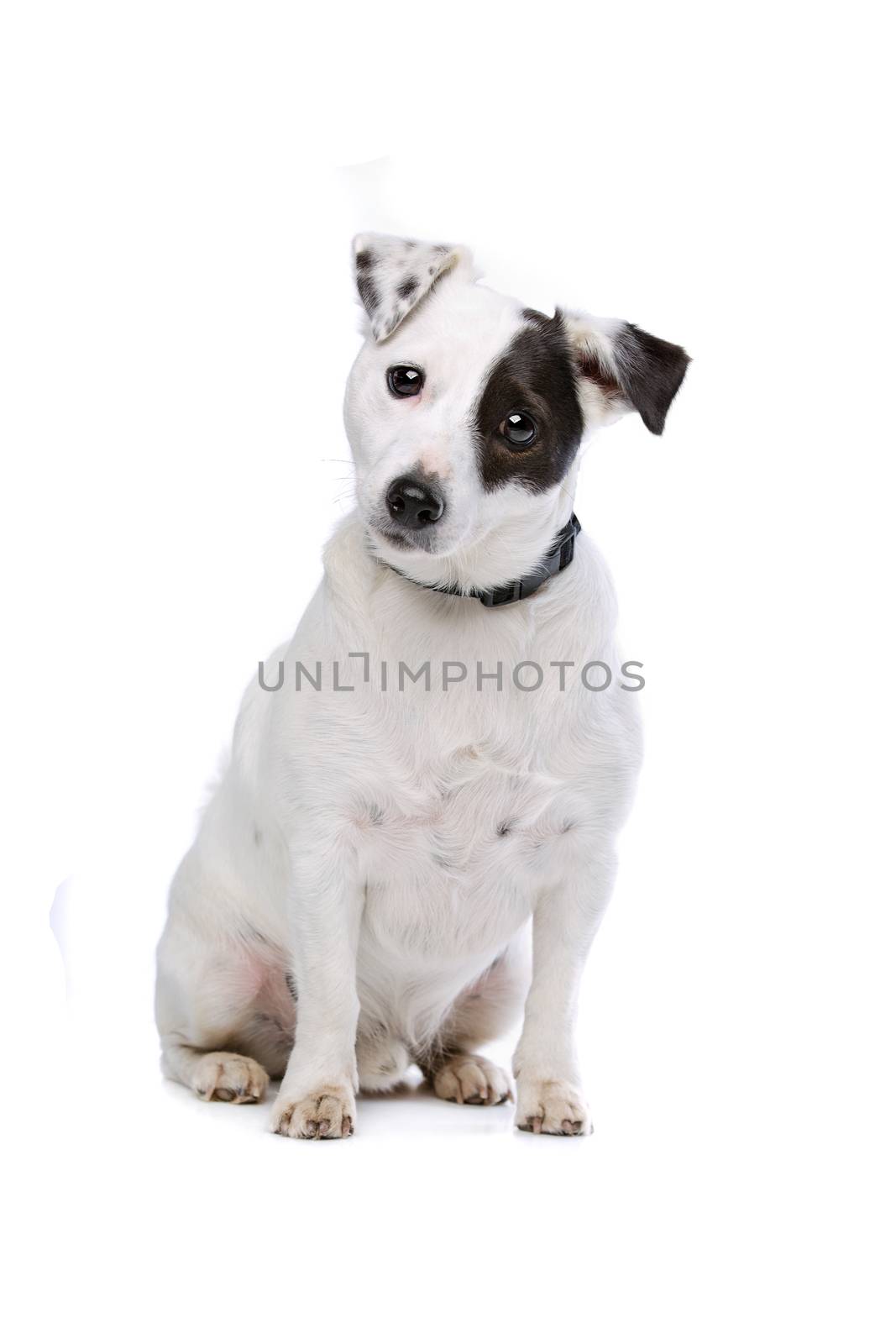 Jack Russel Terrier by eriklam